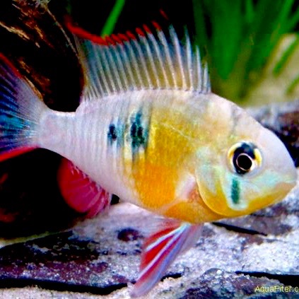 Mikrogeophagus altispinosus L